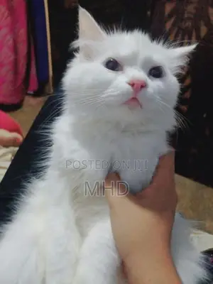 Persian Cat Female