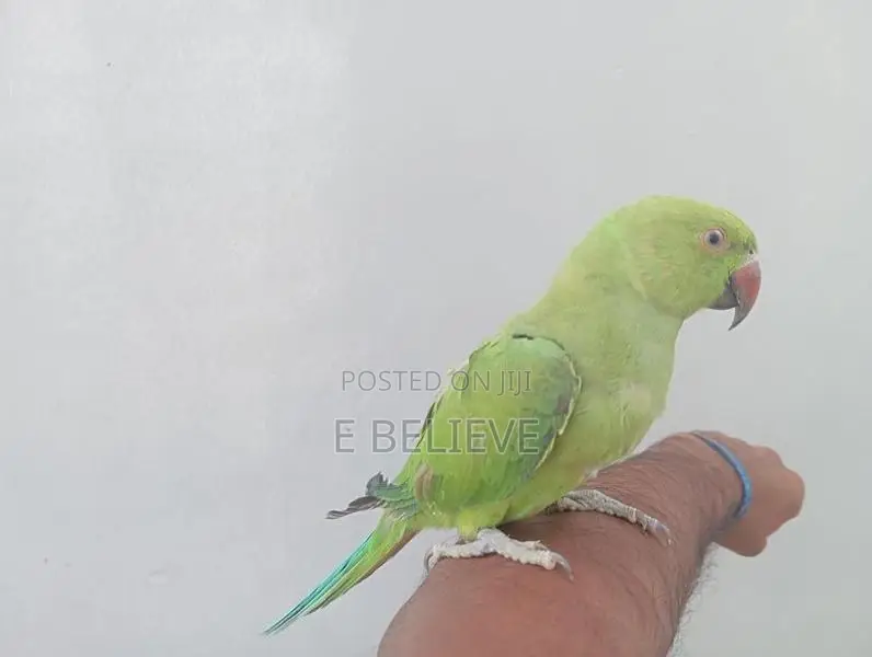 Pineapple Conure Chick