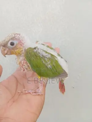 Pineapple Conure Chick