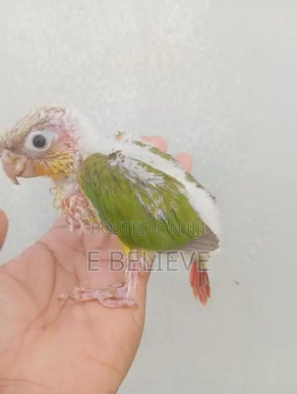 Pineapple Conure Chick