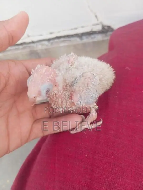 Pineapple Conure Chick