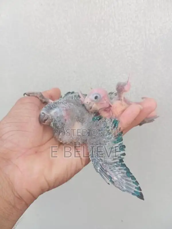 Pineapple Conure Chick