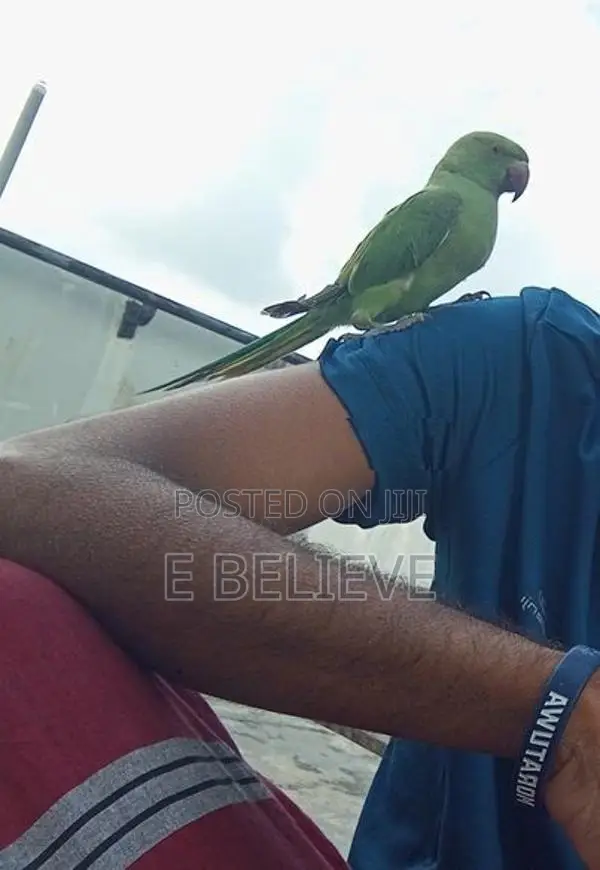 Pineapple Conure Chick