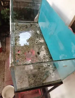 Fish Tank