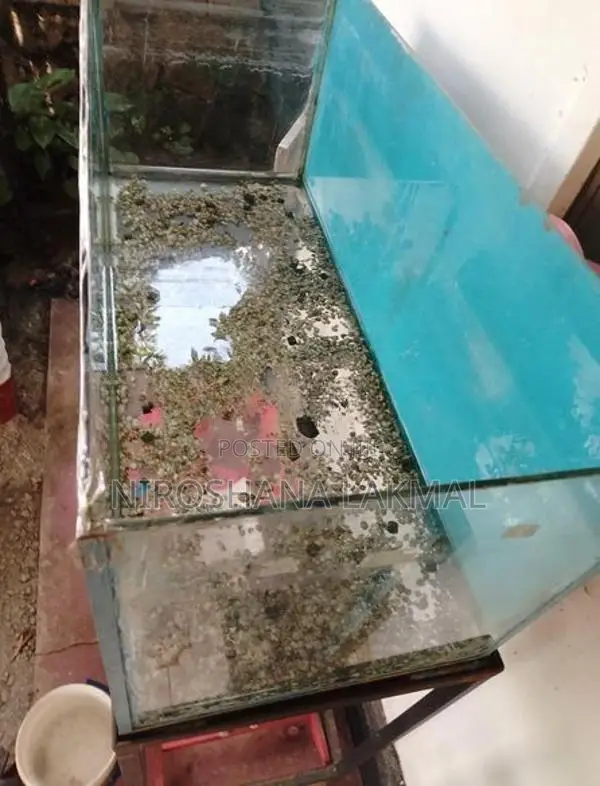 Fish Tank