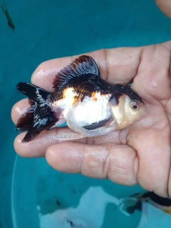 Panda Appachi Gold Fish