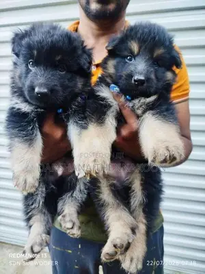 Long Coat German Shepherd Puppies