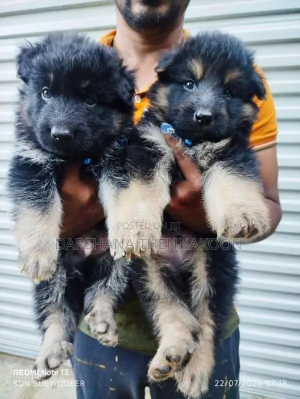Long Coat German Shepherd Puppies