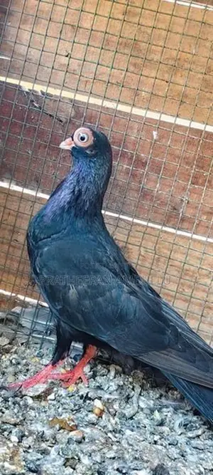 Pigeon