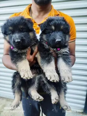Long Coat German Shepherd Puppies