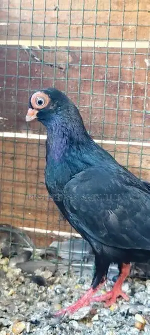 Pigeon