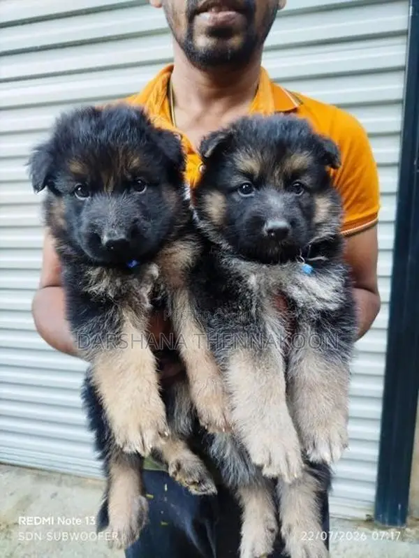 Long Coat German Shepherd Puppies