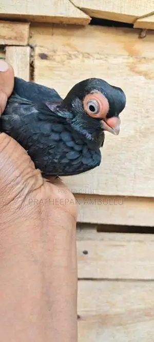 Pigeon