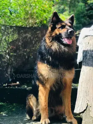 Long Coat German Shepherd Puppies
