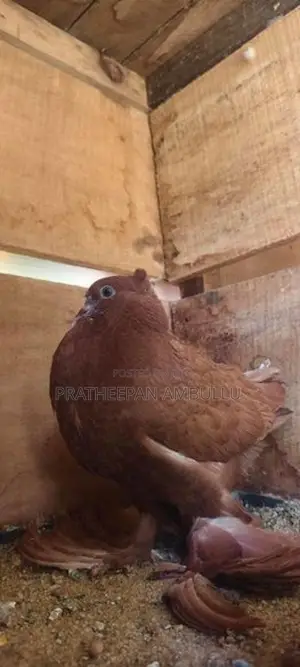 Pigeon
