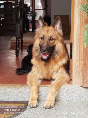 Long Coat German Shepherd Puppies