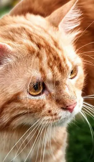 Persian Male Cat