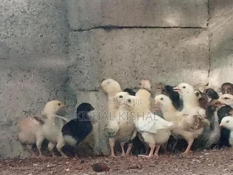Farm Chicks