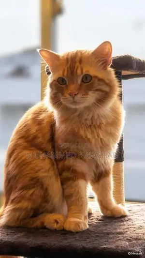 Persian Male Cat