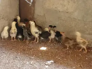 Farm Chicks
