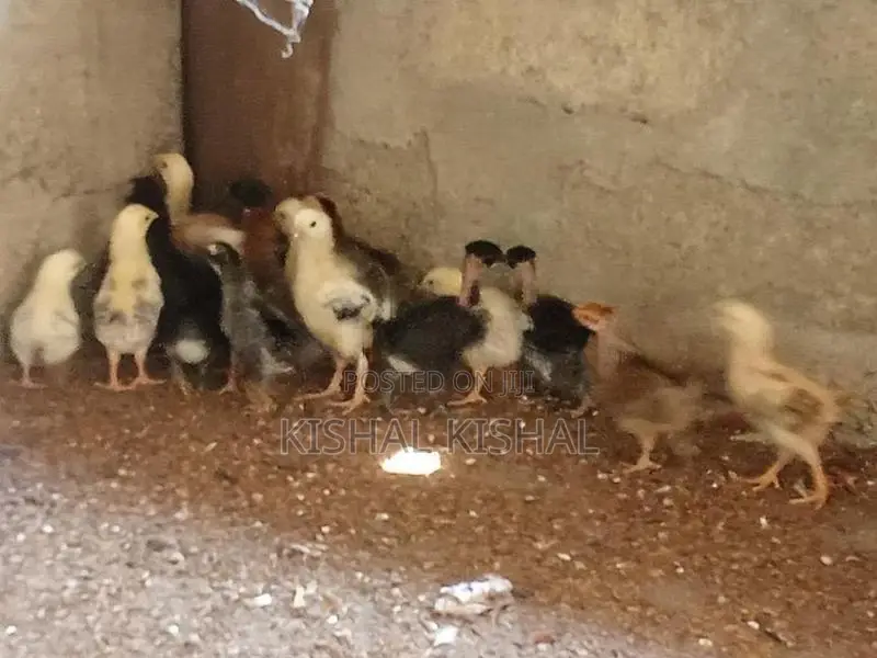 Farm Chicks