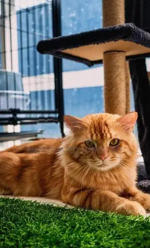 Persian Male Cat