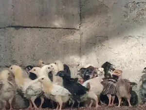 Farm Chicks