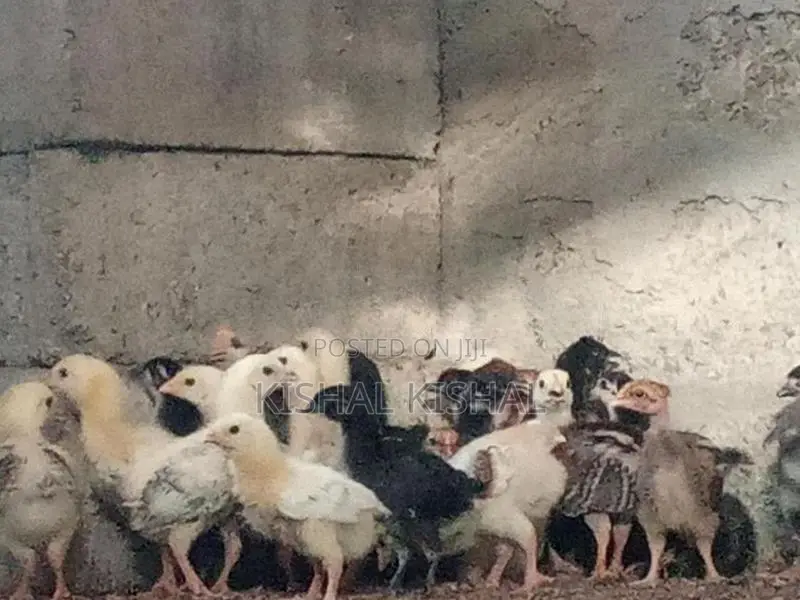 Farm Chicks