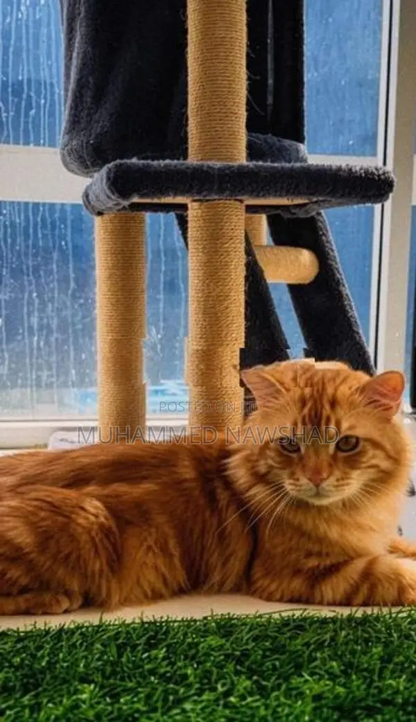 Persian Male Cat