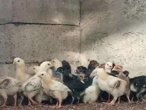 Farm Chicks