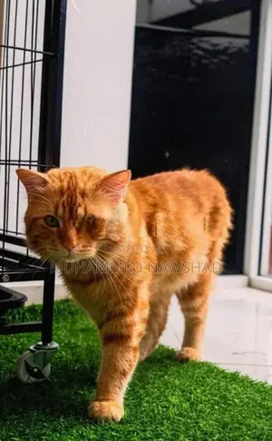 Persian Male Cat