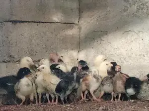 Farm Chicks