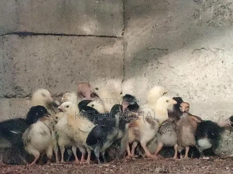 Farm Chicks