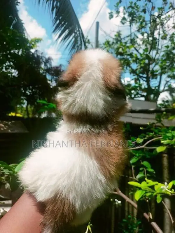 Shih Tzu puppies