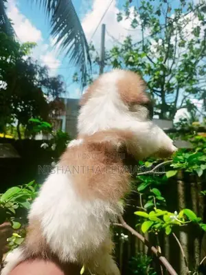 Shih Tzu puppies