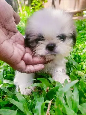 Shih Tzu puppies