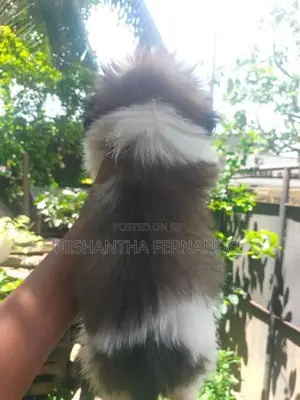Shih Tzu puppies