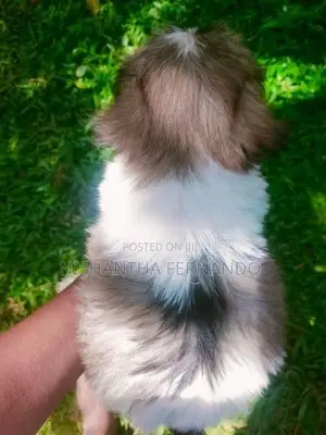 Shih Tzu puppies