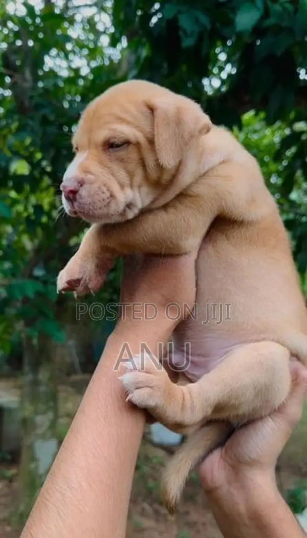 American Bully Puppies