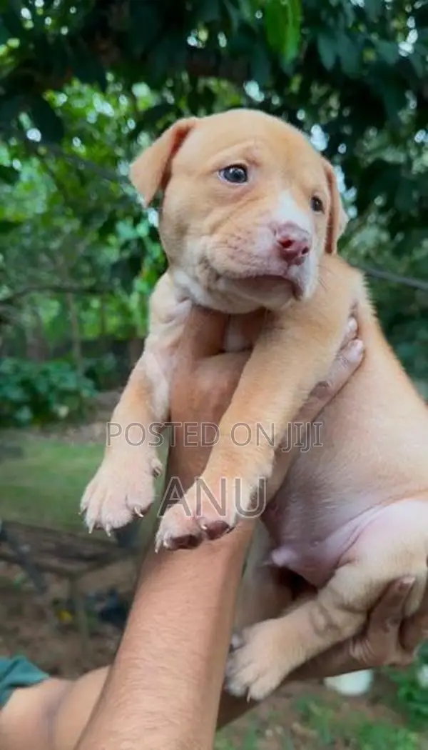 American Bully Puppies