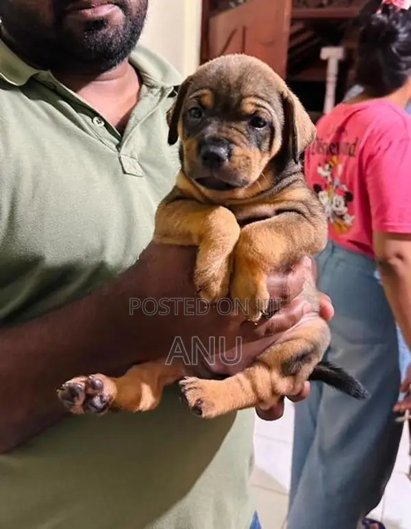 American Bully Puppies