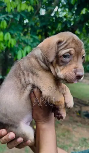 American Bully Puppies