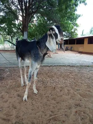 Female Goat