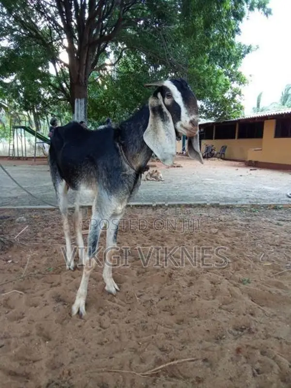 Female Goat