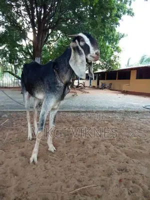 Female Goat