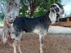 Female Goat