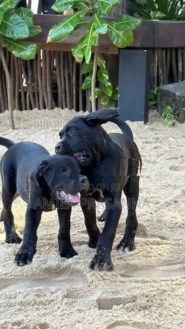 Cane Corso Puppies