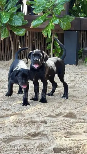 Cane Corso Puppies
