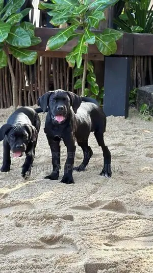 Cane Corso Puppies