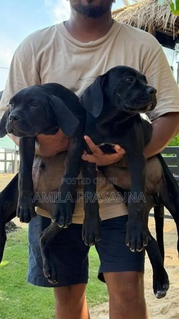 Cane Corso Puppies